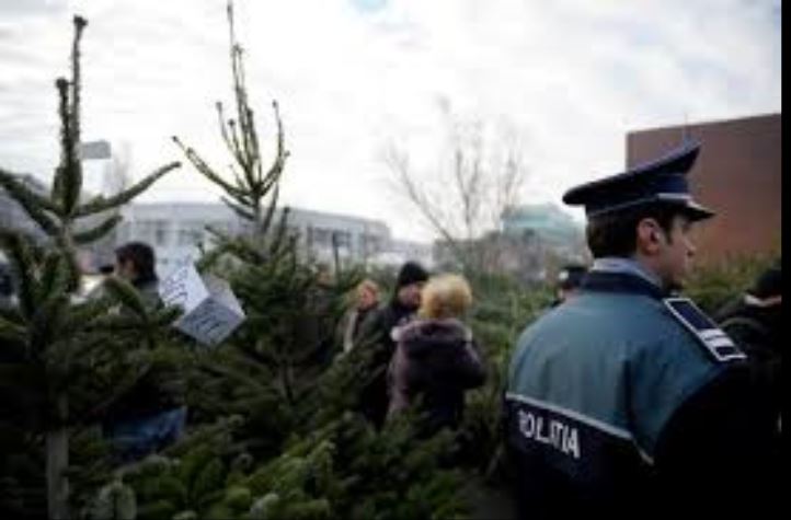 Sute de pomi de Crăciun, confiscați de polițiști în ultimele zile, la nivel naţional