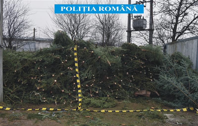 Pomi de Crăciun confiscați și amenzi de peste 2,5 milioane de lei