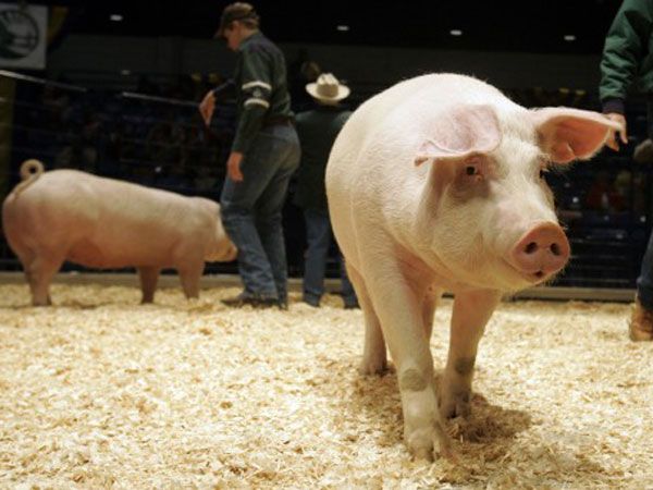 TULCEA: Simulare pentru prevenirea pestei porcine africane