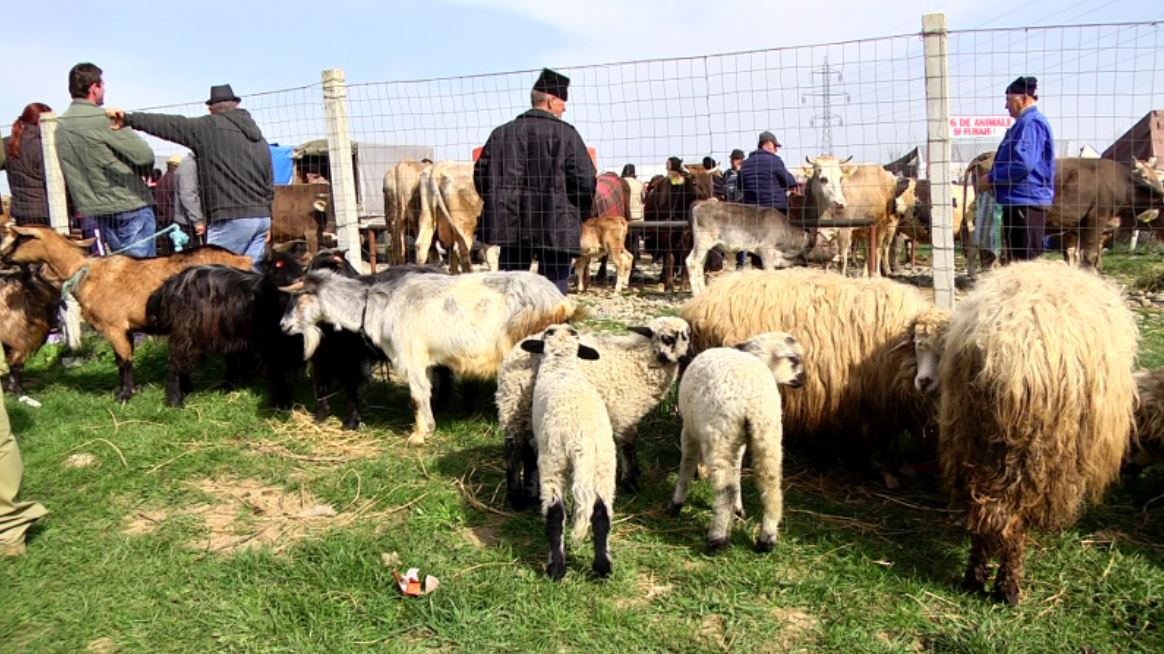 Județul Constanța. Gripa aviară închide târgurile de animale