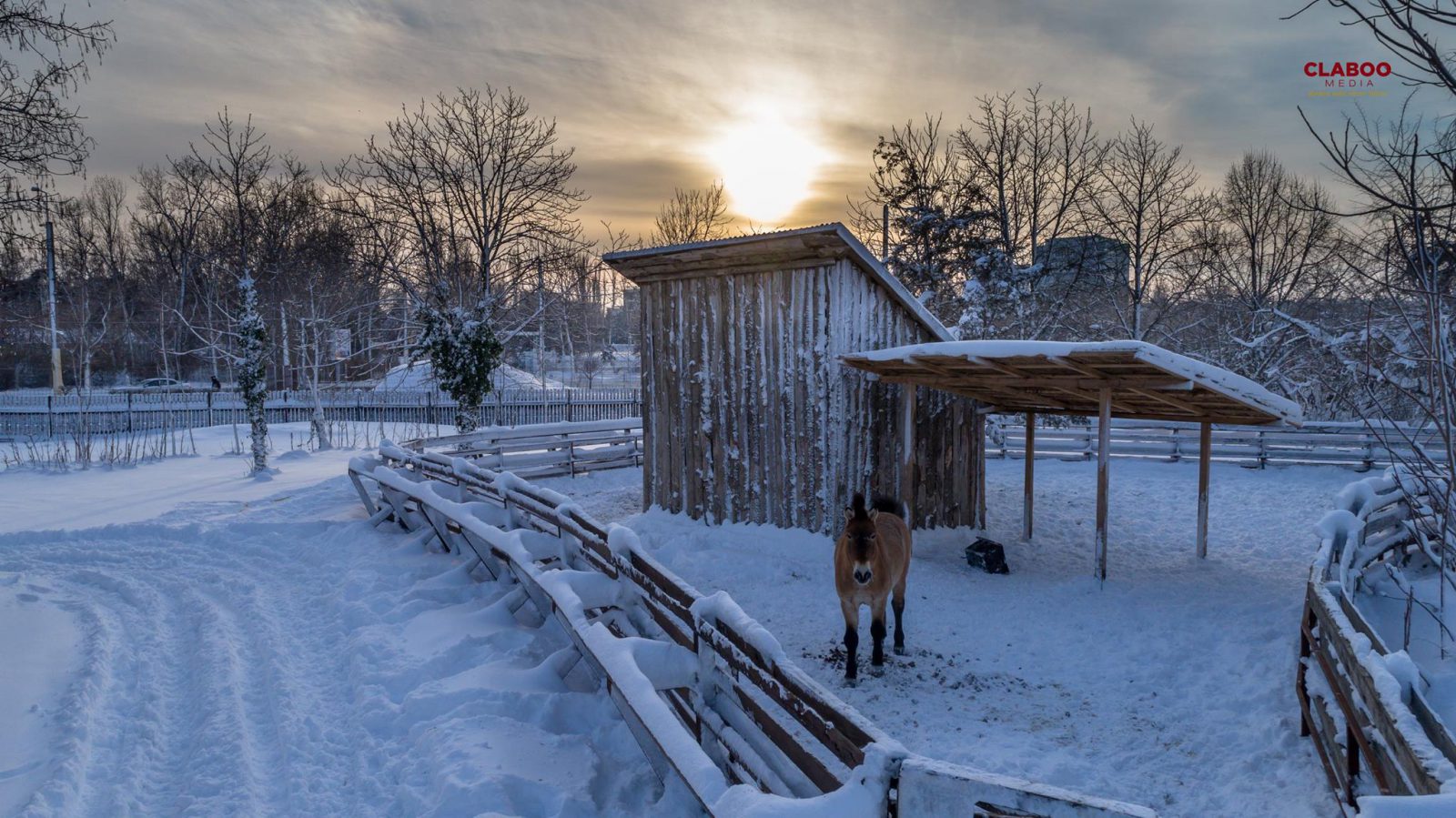 FOTO/VIDEO – CONSTANȚA: Regim special de îngrijre pe timp de ger pentru animalele din Microrezervație