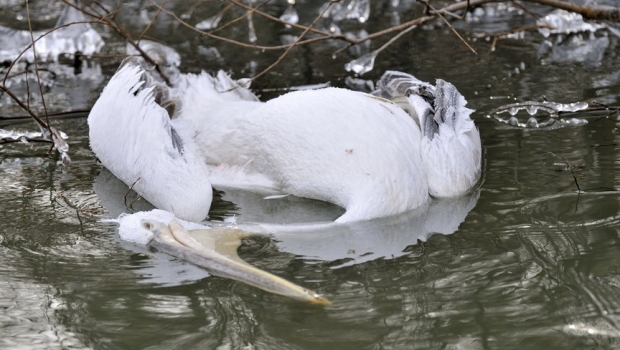 Noi cazuri de gripă aviară în DELTA DUNĂRII