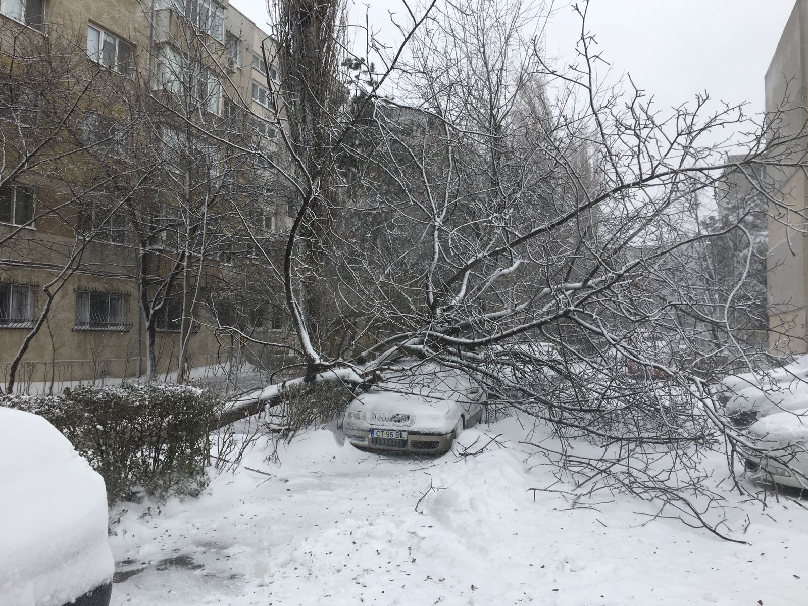 CONSTANȚA. Copaci CĂZUȚI pe străzi și pe MAȘINI