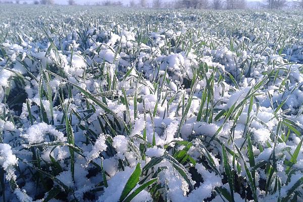 Zăpada și gerul, mumă și ciumă pentru agricultorii din DOBROGEA