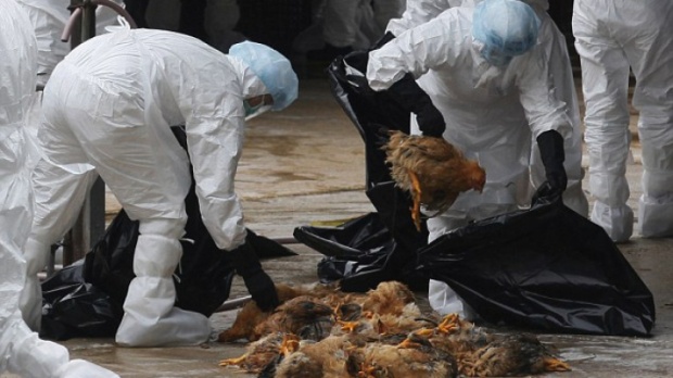 GRIPA AVIARĂ: Prefectura CONSTANŢA a activat Centrul Local de Combatere a Bolilor la Animale