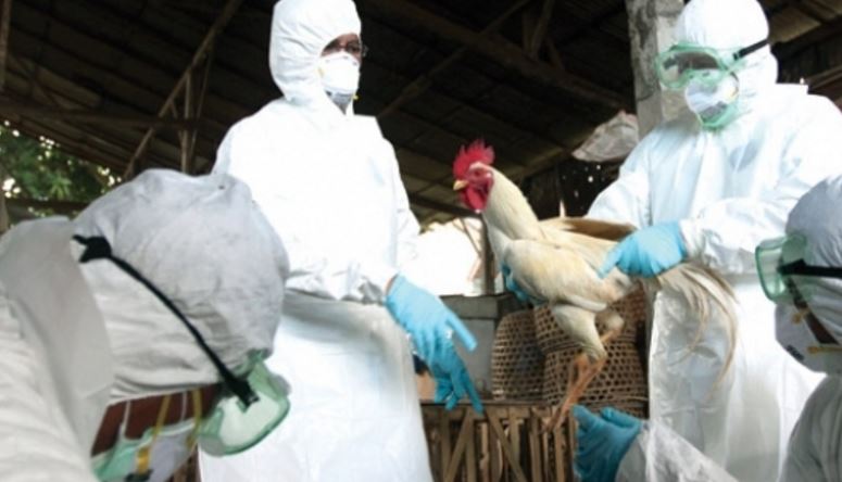 OMS îi cere României să monitorizeze atent epidemiile de gripă aviară