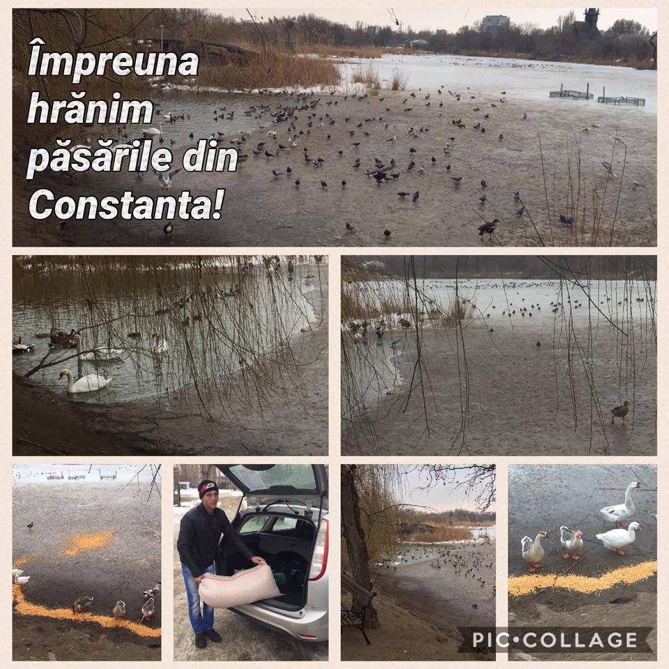 Mobilizare pentru hrănirea păsărilor de pe lacurile din Constanța