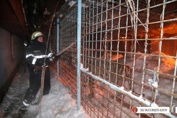 Managerul Circului Globus a fost demis în urma incendiului în care au murit 11 animale