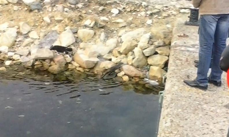 VIDEO – Vidra fugărită de pisică în Portul Tomis din CONSTANŢA