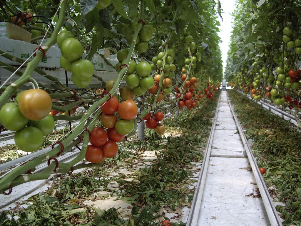 Statul încurajează cultivarea de tomate în sere