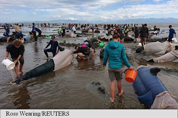 Catastrofă ecologică: Sute de balene au eșuat în Noua Zeelandă
