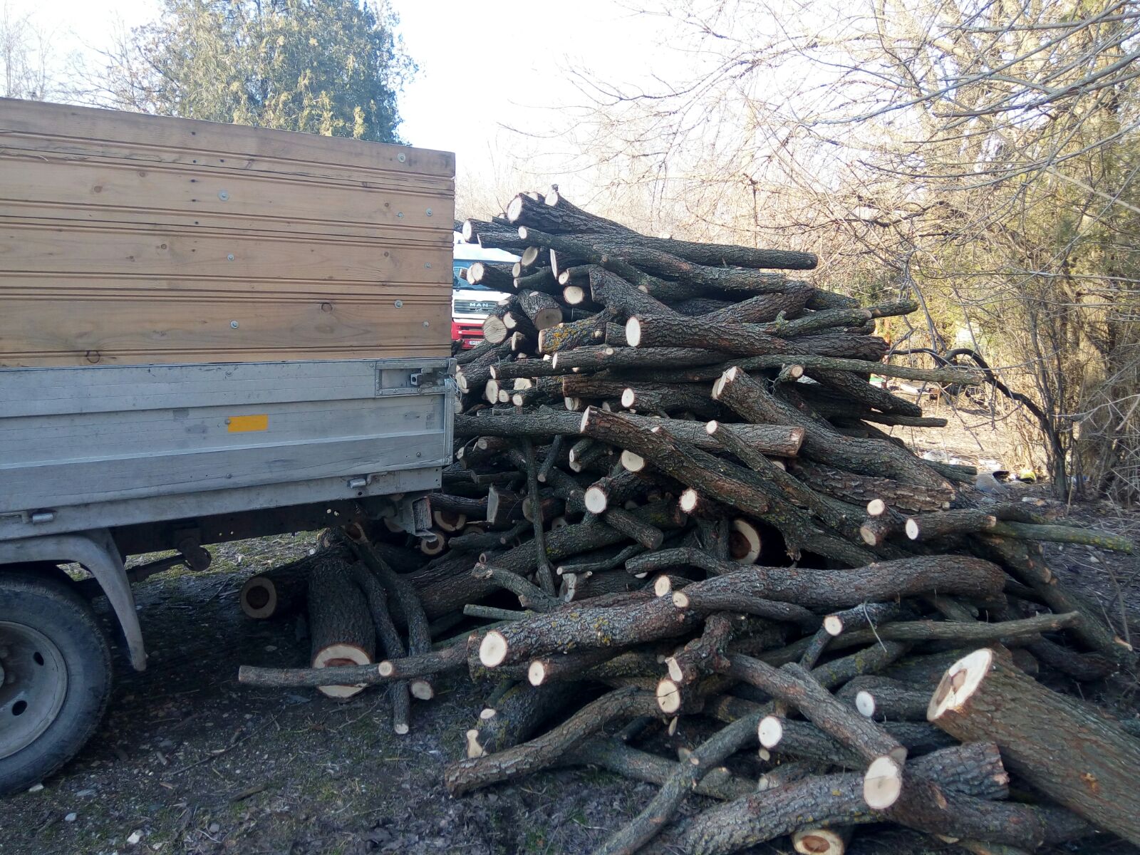 Foto/MEDGIDIA: Lemn tăiat ilegal, confiscat de jandarmi