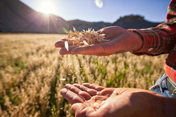 La TULCEA nu există încă un calendar al plăților subvențiilor pentru agricultură