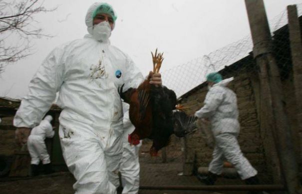 Update/OSTROV: Alertă de gripă aviară! Zeci de păsări domestice, SACRIFICATE