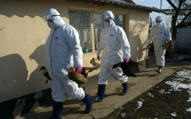 TULCEA: Gripă AVIARĂ confirmată la Sulina. Zonă de protecţie în toată localitatea