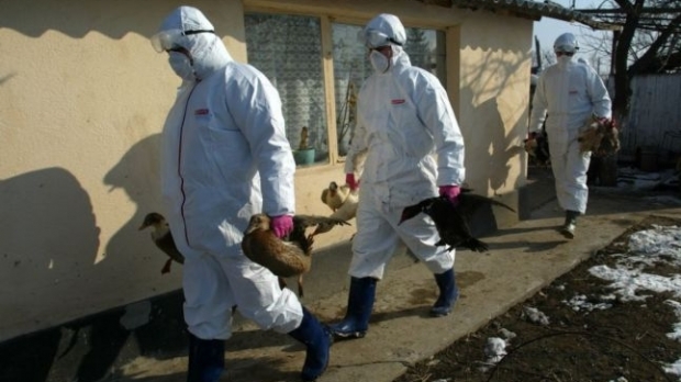 În DELTA DUNĂRII nu au apărut cazuri noi de gripă aviară. Focarul de PARDINA a fost ÎNCHIS