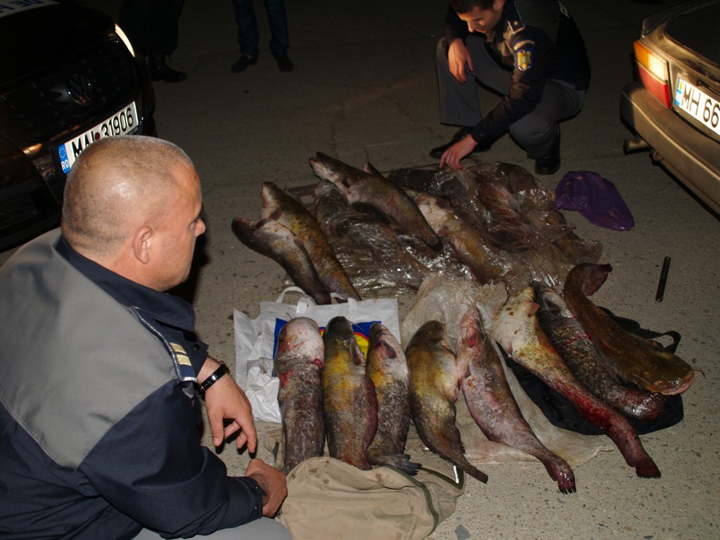 31 de tone de pește braconat și 500 de kilograme de icre, confiscate de polițiști în anul 2016