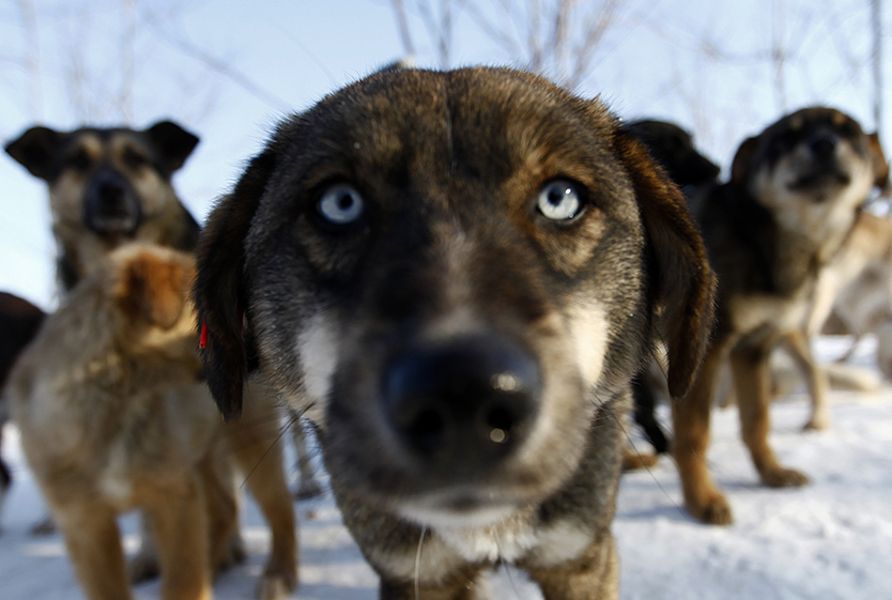 CĂLĂRAȘI: Plângeri penale la adresa celor care au adoptat câini, iar apoi i-au abandonat