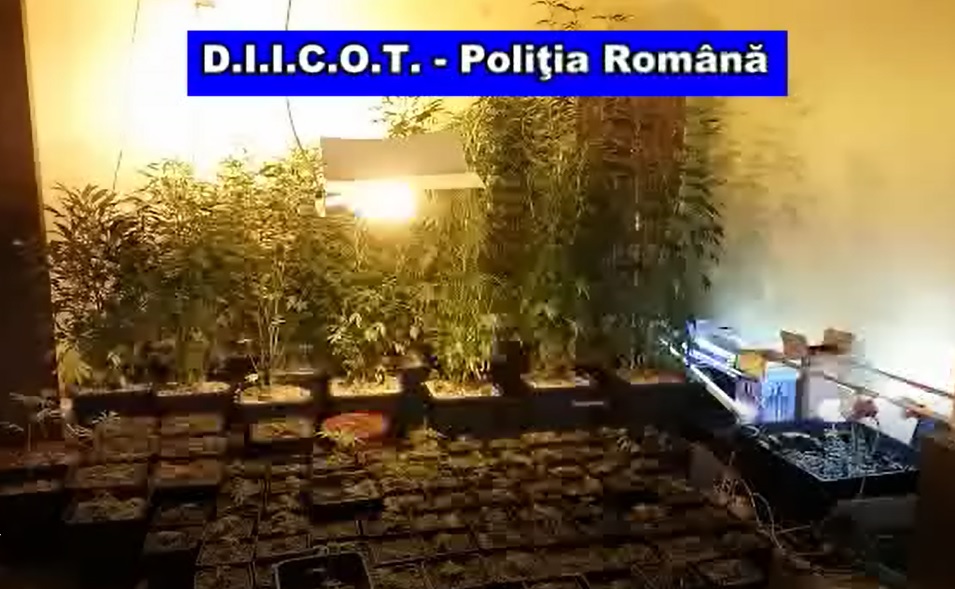 Percheziții în CONSTANȚA și TULCEA. Cultură de canabis descoperită într-o locuință din NĂVODARI