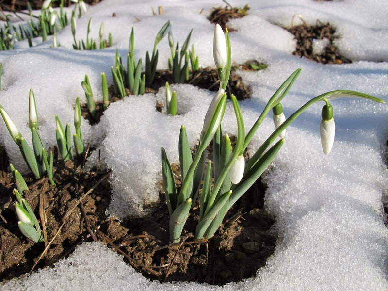 Vremea în Dobrogea. De mâine revin temperaturile pozitive