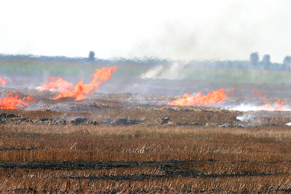 Fermierii care îşi incendiază terenurile agricole, riscă să fie excluşi de la plata subvenţiilor