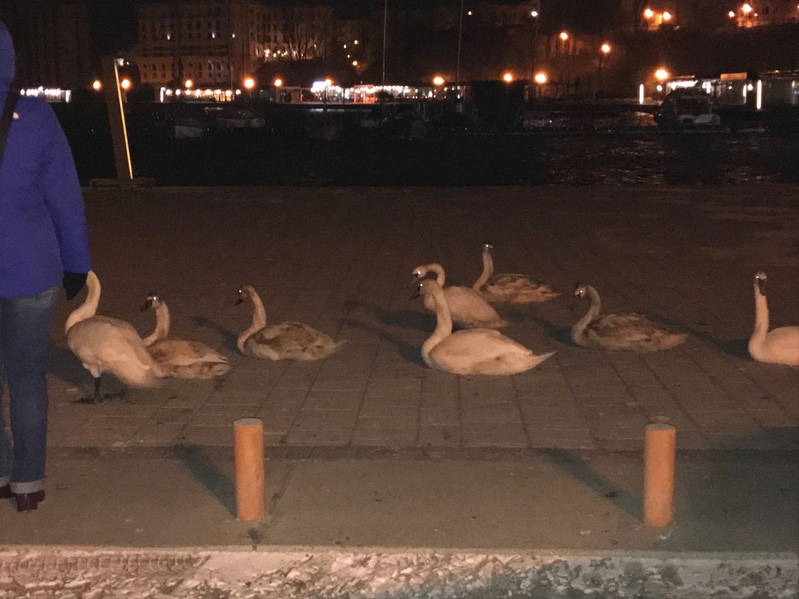 CONSTANȚA. Imagini inedite cu lebedele din Portul Tomis