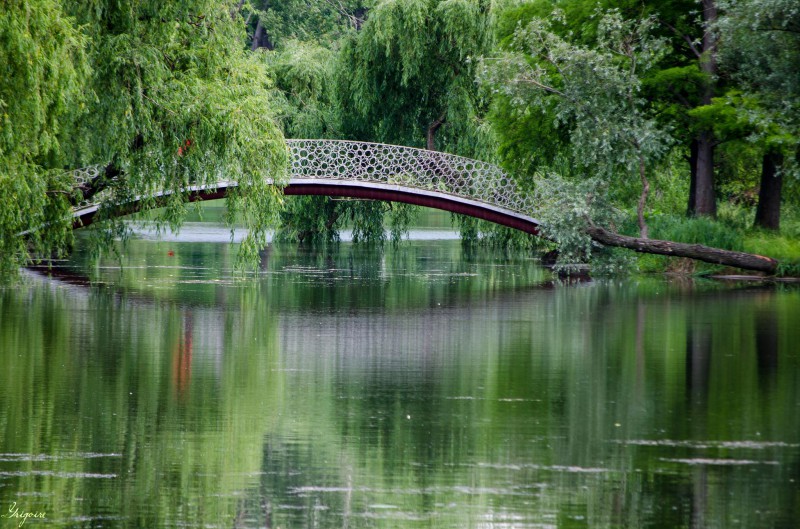 Gripa aviară, confirmată la păsări găsite moarte în Parcul Tineretului