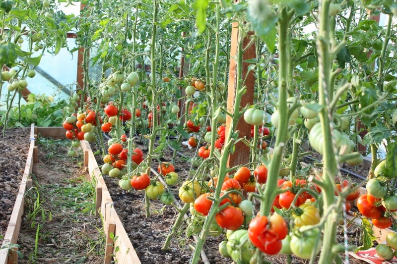 TULCEA: Cultivatorii de tomate nu sunt de acord cu regulile impuse de Ministerul Agriculturii pentru acordarea subvențiilor