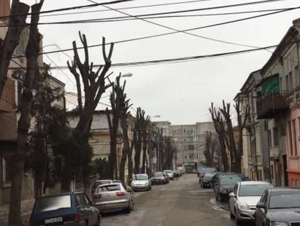 Lucrări de toaletare a copacilor în mai multe zone din CONSTANȚA