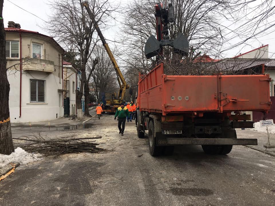 FOTO: A reînceput toaletarea copacilor din Constanța