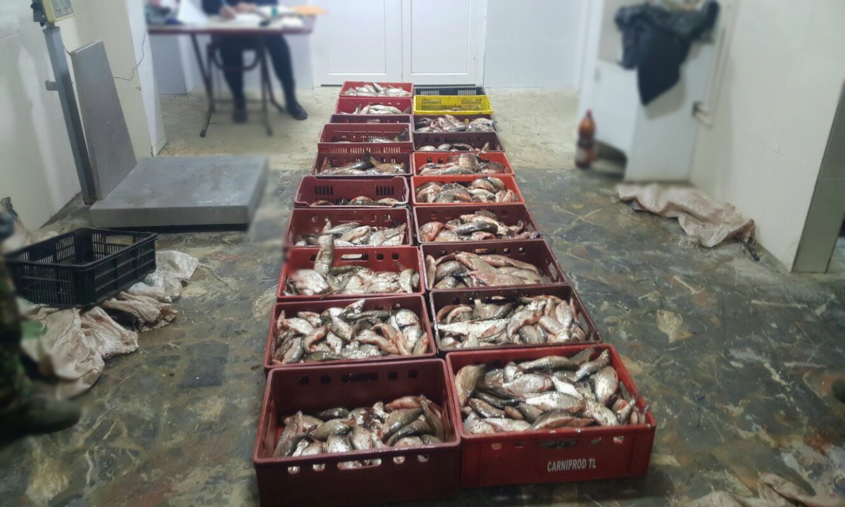 TULCEA/FOTO: Peste 350 de kilograme de peşte fără documente legale, confiscate