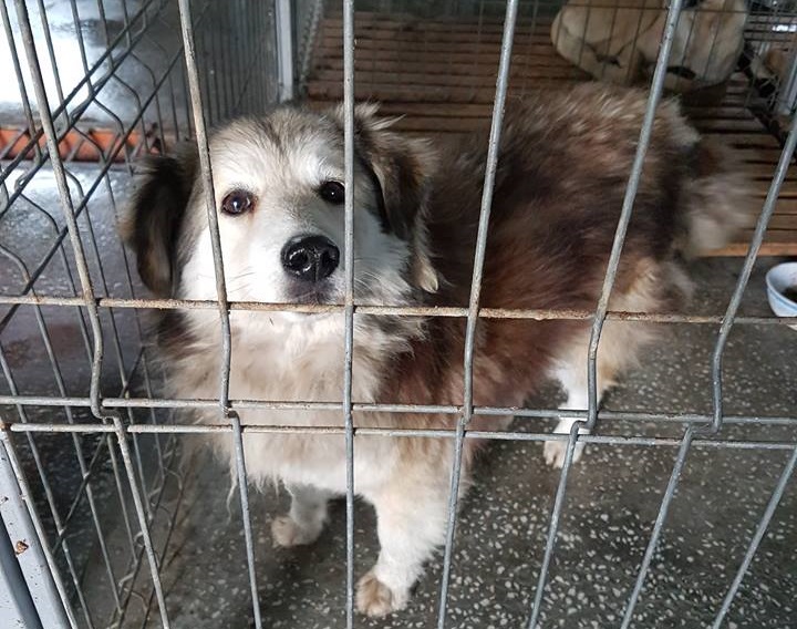 CONSTANȚA are firmă de ecarisaj. Iată firma care se va ocupa de câinii fără stăpân