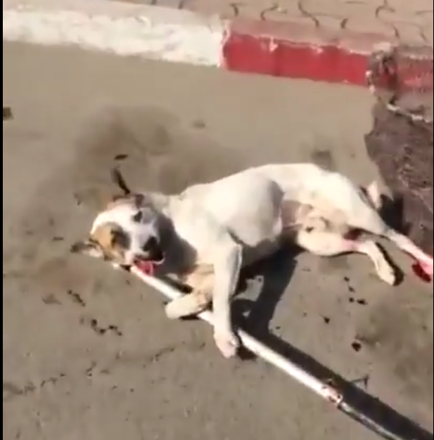 VIDEO/CUMPLIT! Un câine este torturat pe stradă de hingheri, la Năvodari