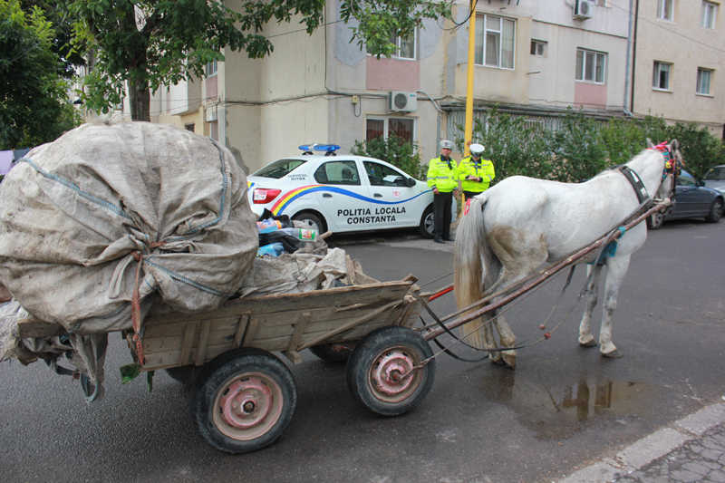 CONSTANȚA: Zeci de căruțași, AMENDAȚI de Poliția Locală