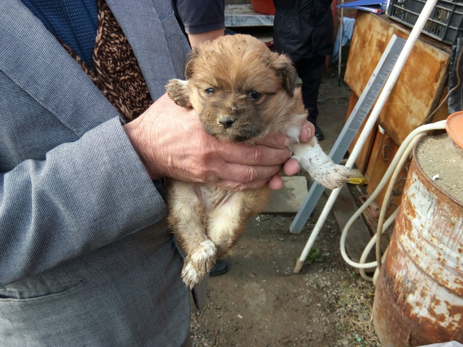 FOTO/VIDEO/OVIDIU: Pompierii chemați de urgență să salveze un cățel căzut în fosa septică