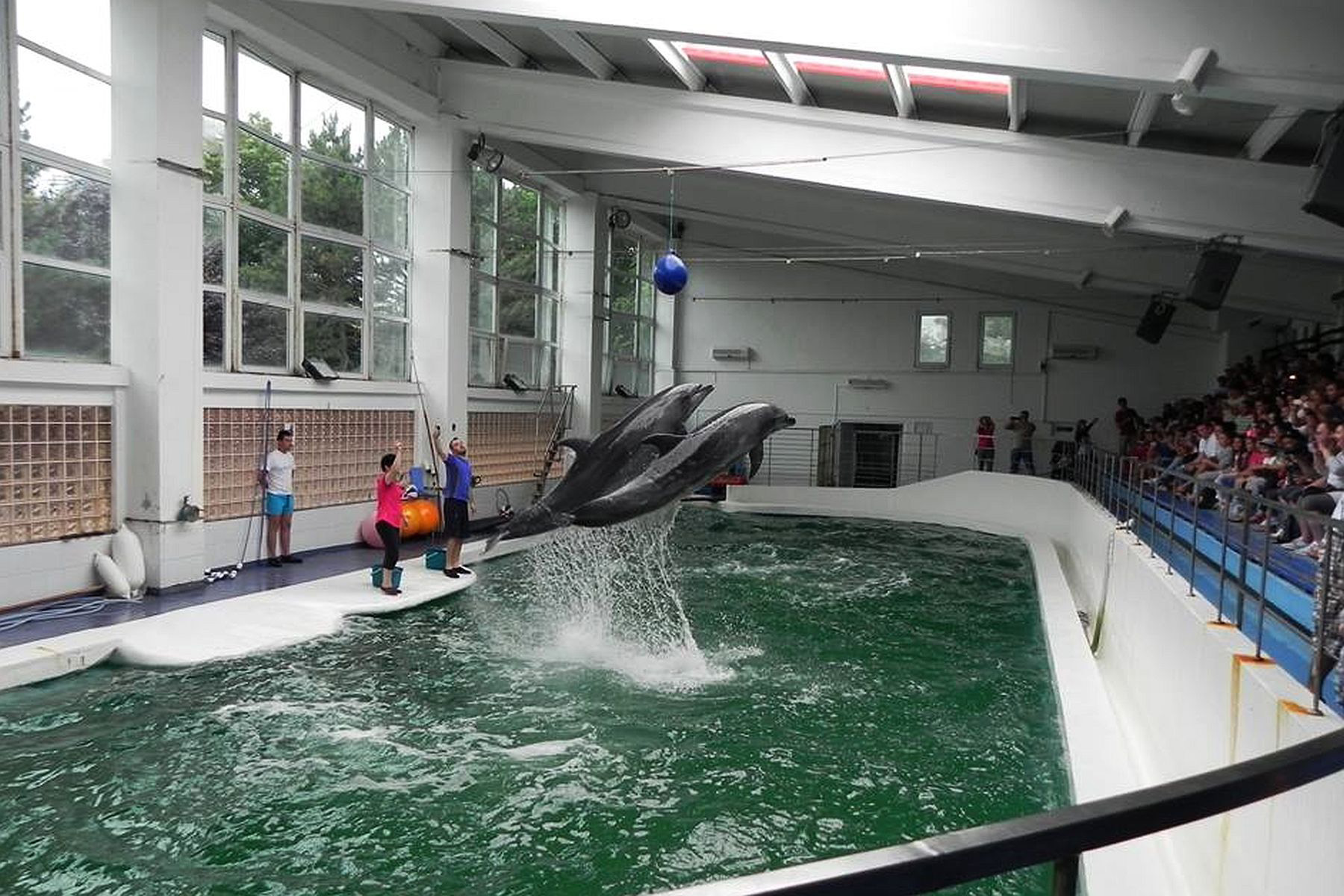 Spectacol GRATUIT la Delfinariu, pe 8 Martie, pentru doamne și domnișoare