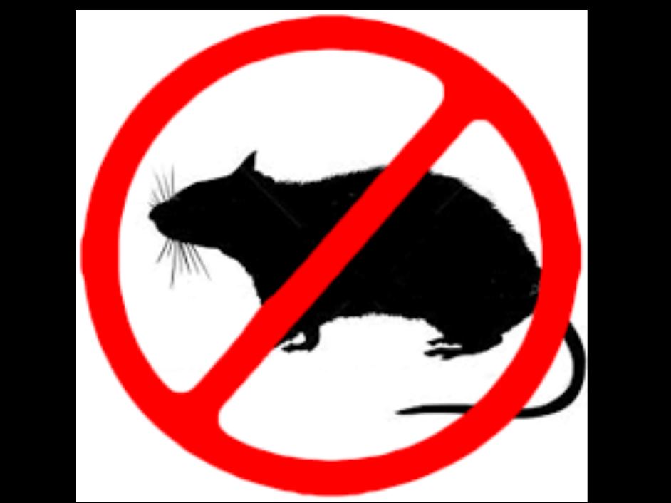 CONSTANȚA: Atenție la animalele de companie! Primăria începe acțiunile de deratizare