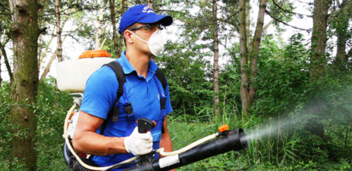 CONSTANȚA: Atenție! Primăria a început tratamentul cu pesticide pentru combaterea dăunătorilor și bolilor plantelor