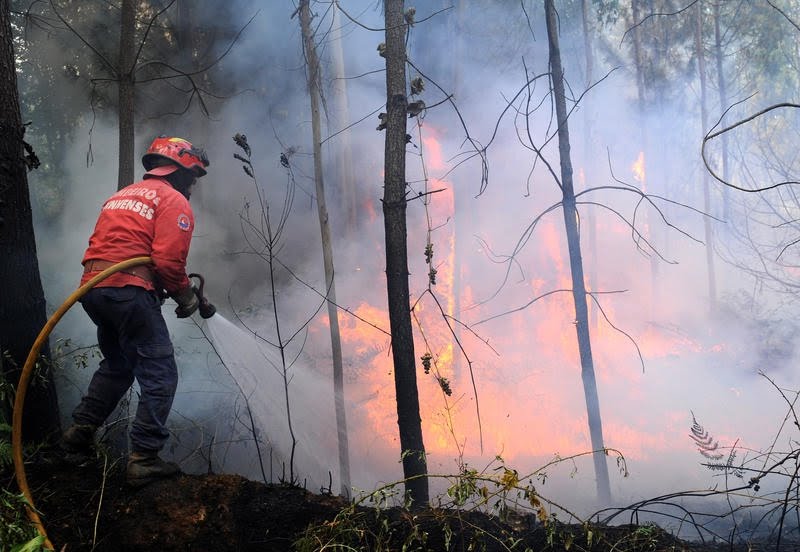 Un incendiu amenință să cuprindă o pădure din județul TULCEA