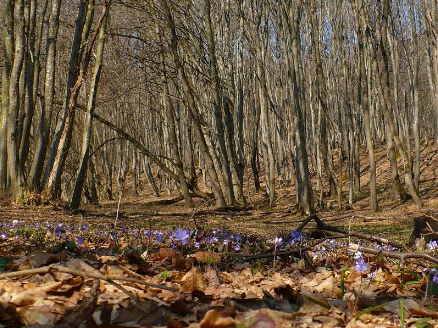 Primăvara dă semne că se instalează confortabil în DOBROGEA