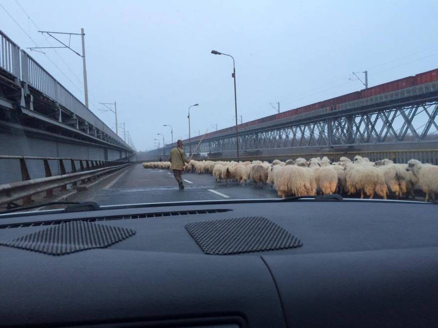 FOTO: Transhumanță pe Autostrada Soarelui. O turmă de oi a blocat traficul pe podul de la Cernavodă