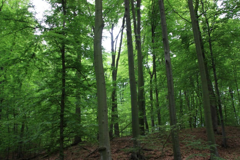 AUDIO/Romsilva va împăduri zeci de hectare de teren în județul CONSTANȚA