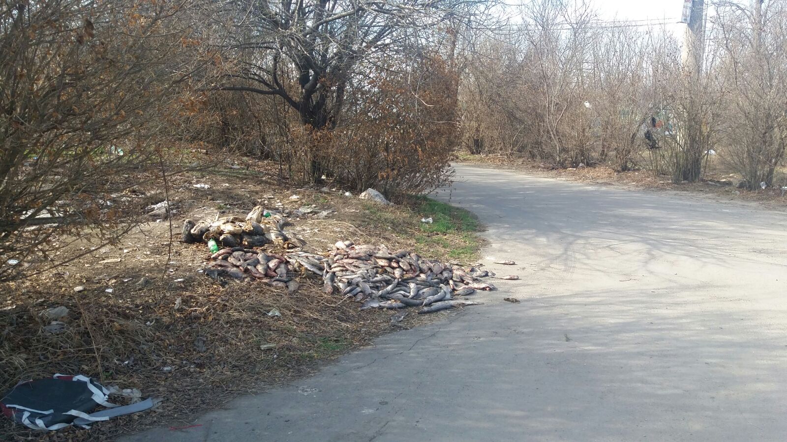 UPDATE/CONSTANȚA/FOTO: Zeci de kilograme de pește în putrefacție aruncate pe spațiul verde