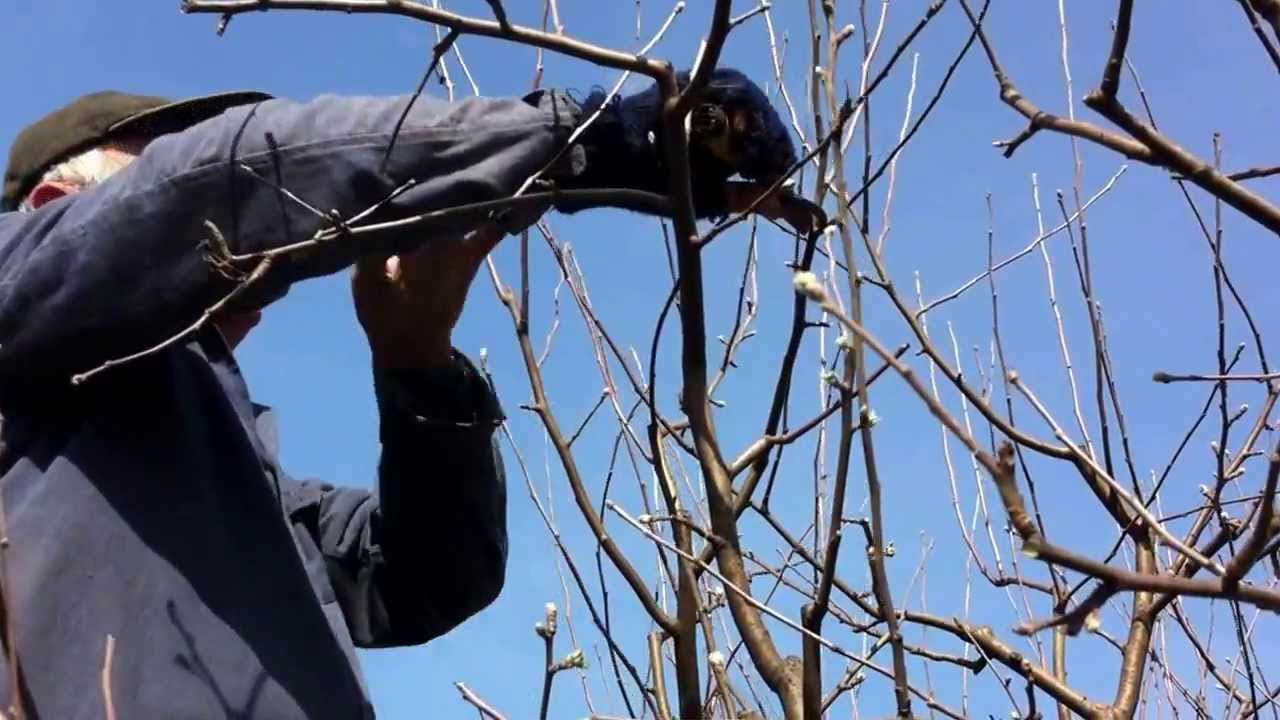 AUDIO: Ce presupune înființarea unei pepiniere pomicole