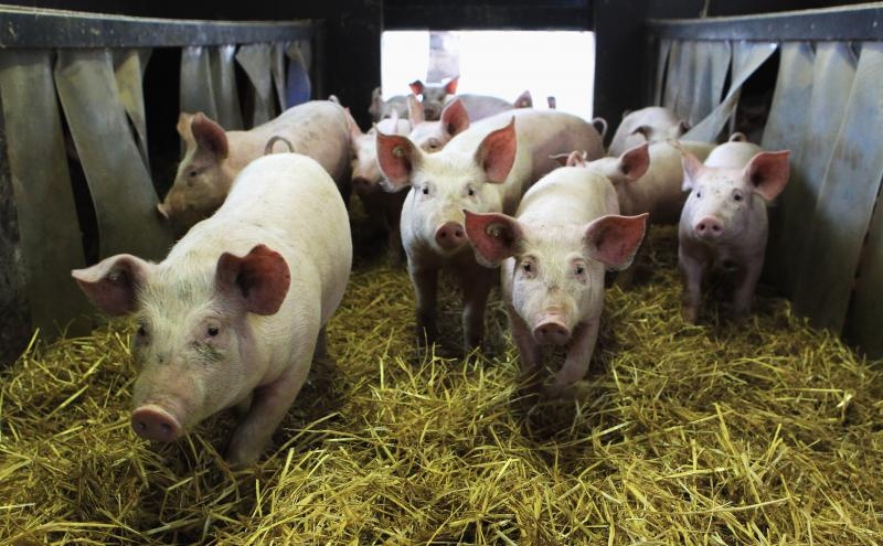 IMPORTANT: Măsuri de prevenire a pătrunderii pestei porcine africane pe teritoriul României