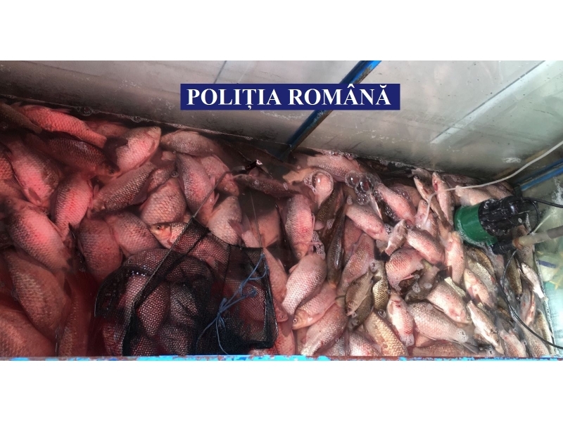 FOTO/În săptămâna premergătoare FLORIILOR: Controale la comercianții de pește