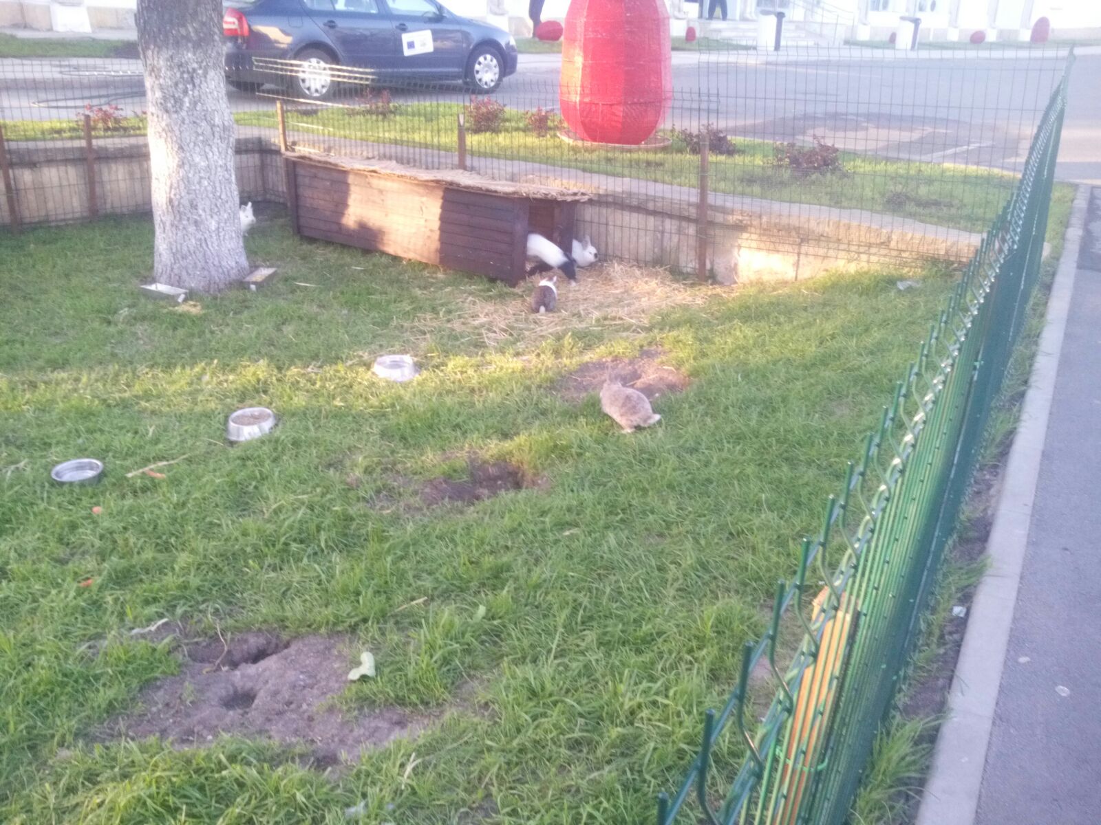 FOTO/Iepurașii dau aer de sărbătoare sediului Consiliului Județean CONSTANȚA