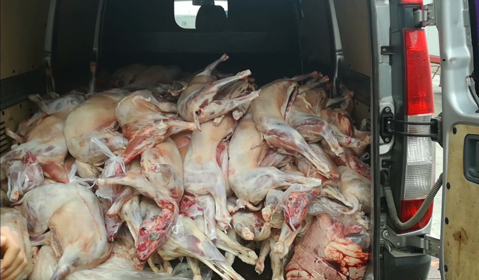 FOTO/Peste o tonă de carne, confiscată de polițiștii din TULCEA de la un tânăr din CONSTANȚA