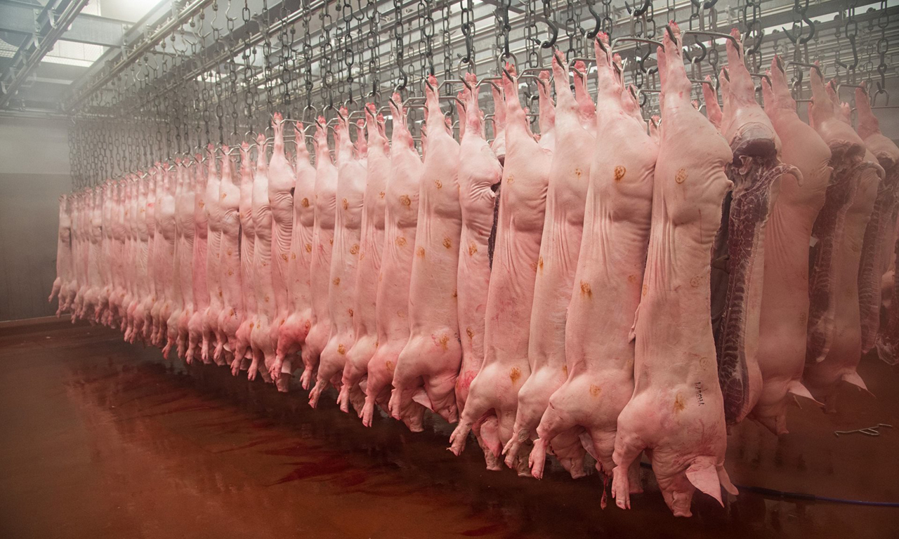 Ajutor de la stat pentru producătorii de carne de porc