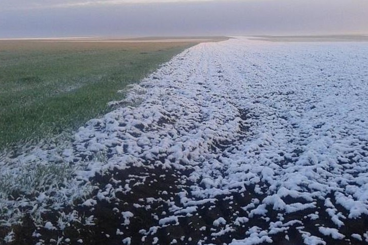 FOTO – DOBROGEA: Efectele vremii schimbătoare asupra recoltei
